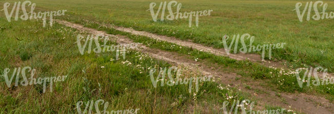 path in the field of grass