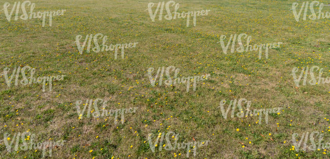 lawn with small blooming daffodils