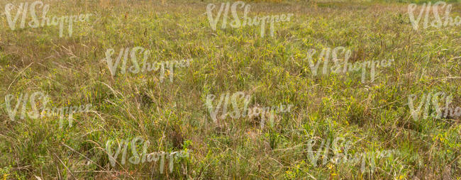 grass in sunlight