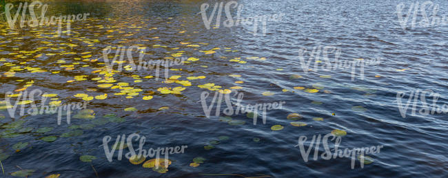 lake surface with some water plants