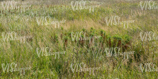 grassy meadow on sunny and windy day