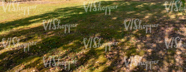 lawn under a shady tree