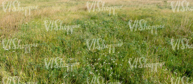 meadow with grass and yarrow