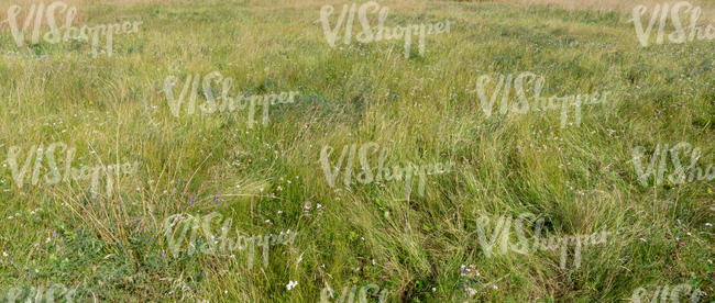 meadow with tall grass and white flowers