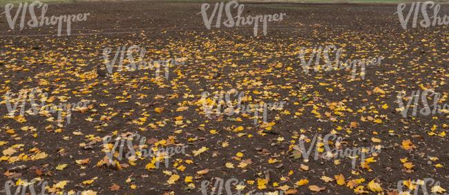 ground with fallen autumn leaves