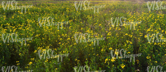 field of blooming yellow flowers