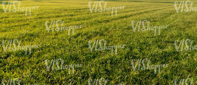 field of grass in evening sun