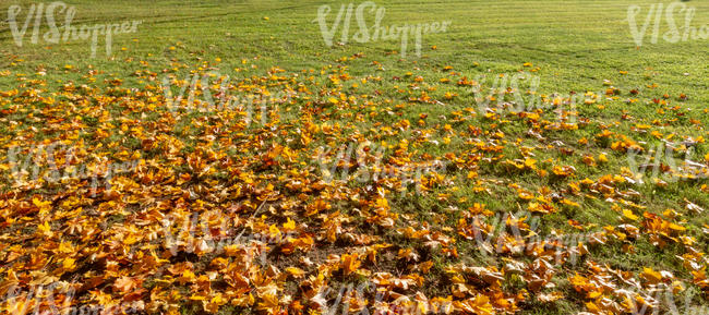 grass in autumn with fallen leaves