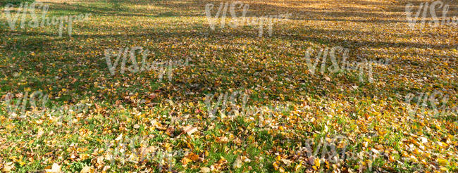 shady lawn covered with fallen leaves