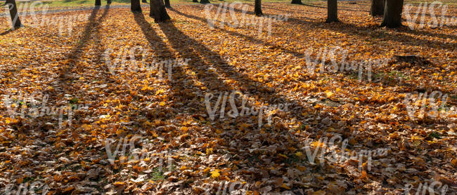 ground covered with leaves and long tree shadows