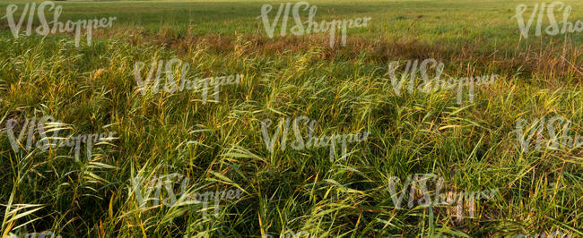 field of tall grass