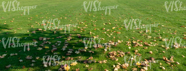lawn with a shadow and some leaves