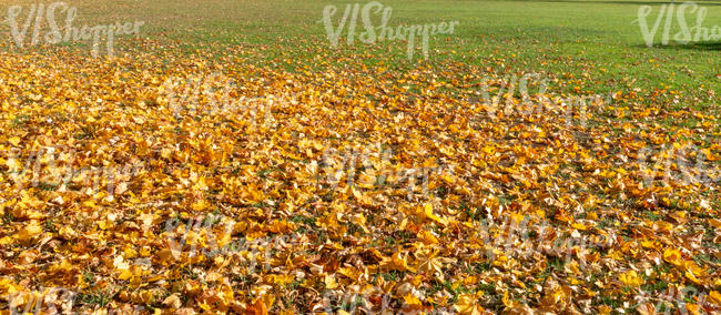 ground covered with leaves on a sunny day