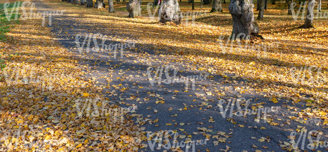park ground in autumn