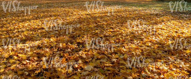ground with shadows covered with leaves