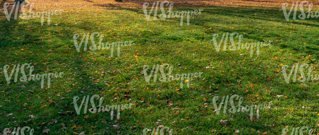 autumn lawn with tree shadows