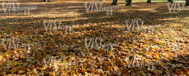 park lawn covered with leaves