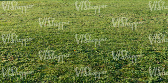 mowed lawn in evening light