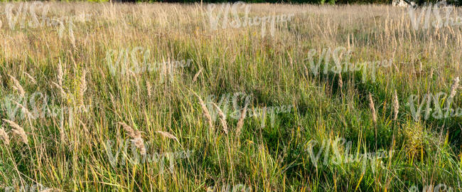 tall dry grass in autumn