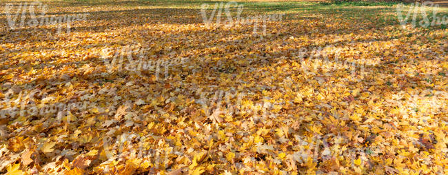 ground covered with yellow leaves