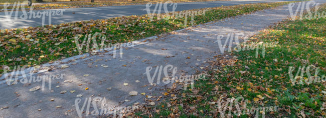 road with shadows and fallen leaves