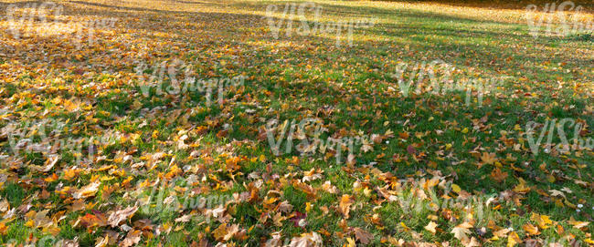 grass with yellow fallen leaves