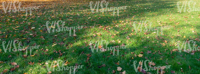 shady grass with some sunny spots in autumn