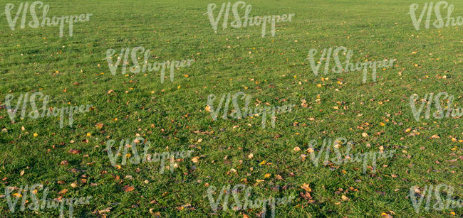 lawn in autumn with some leaves