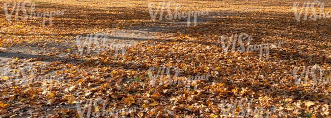 pedestrian parthway covered with leaves