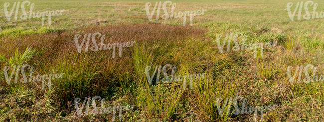 field of grass with different shrubs