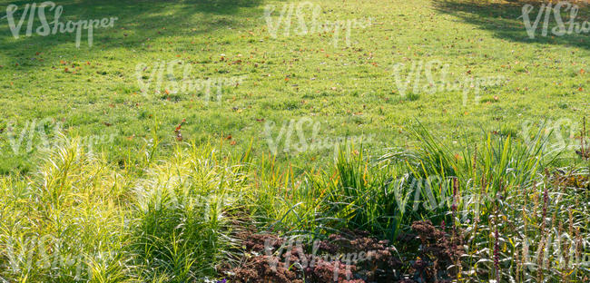 grass with some tall tufts in front