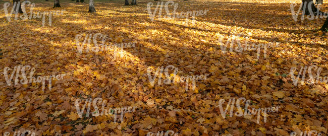 ground with leaves and tree shadows