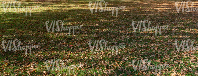 autumn ground with tree shadows