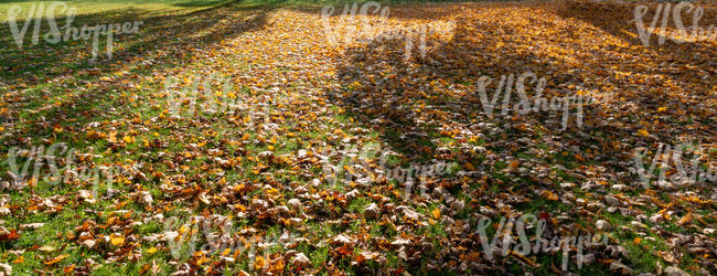 ground under the trees in autumn