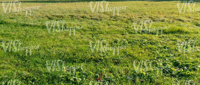 field of grass on a sunny day