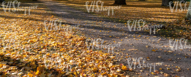 park road in autumn