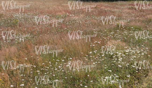 meadow with blooming yarrow