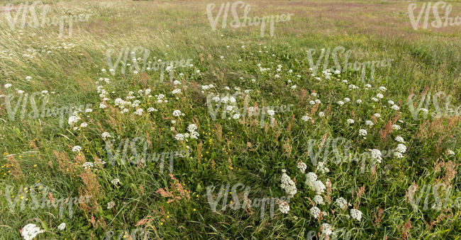 tall grass with some blooming yarrow