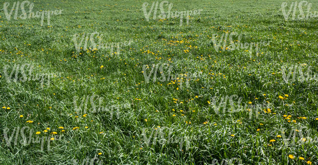 grass with dandelions