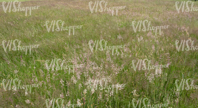 blooming tall grass