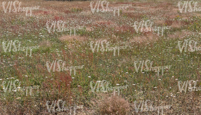 meadow with yarrow and pink grass
