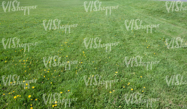 lawn with dandelions