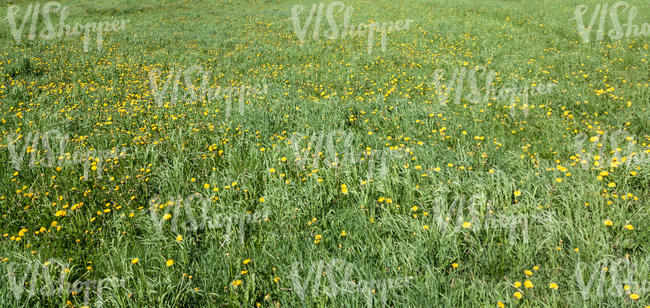 tall grass with dandelions