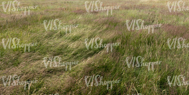 wind blown meadow