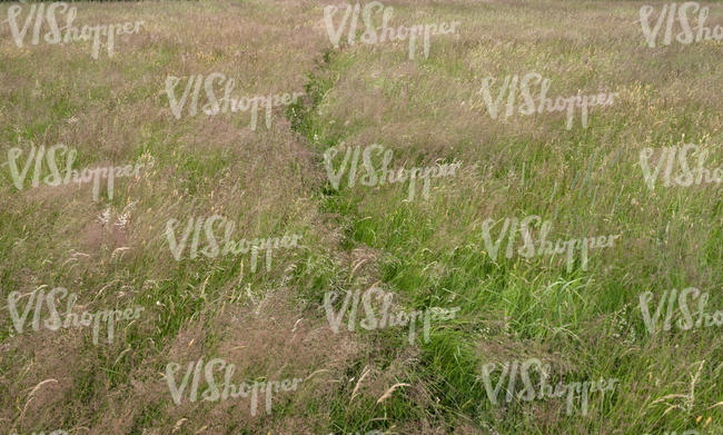 blooming tall grass