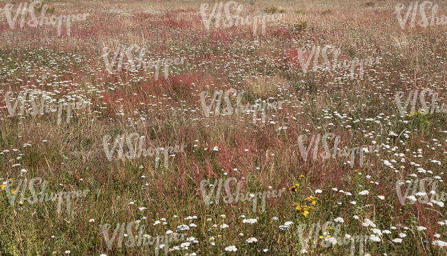 rusty coloured meadow