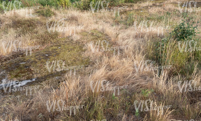 field of dry tall grass