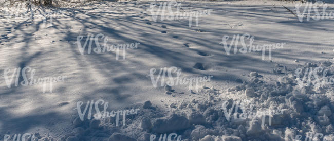 snowy field with tree shadows