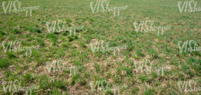 grass with some dry hay