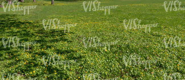 field of blooming spearworts